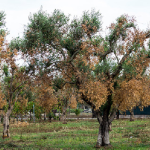 Castellana Grotte. Piano anti xylella, la regione Puglia sta controllando i nostri ulivi