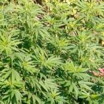 Casapulla (ce): trovato in possesso di 4 piante di marijuana. Arrestato dai carabinieri