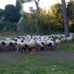 Il gregge italiano che ama il capo pastore di turno