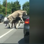 Un toro e una mucca si accoppiano in mezzo al traffico di Roma