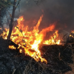 In Campania dal 15 giugno ad oggi 735 incendi boschivi