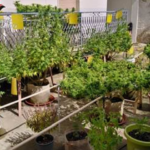 San Marcellino, coltivavano piante di marijuana in appartamento: arrestati