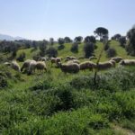 Bracciano (RM): ritrovati 60 pecore rubate ad un allevatore dell'Agro Romano