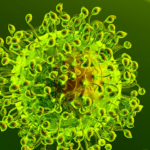 Coronavirus: nella mente umana si è costruito l’alibi del tanto tocca agli altri