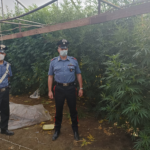 Acerra (Na). Carabinieri arrestano coltivatori di  marijuana tra cui un percettore del reddito di cittadinanza
