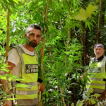 Calvi Risorta (CE). Sequestrata una piantagione di cannabis indica con oltre 100 piante. Tratto in arresto un responsabile