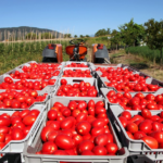 I pomodori campani restano nei campi, danni per circa 10milioni di euro. Cia Campania "Ristoro ai produttori"