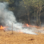 Caiazzo (ce): individuati e denunciati due persone per incendio boschivo colposo