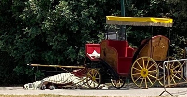 Cavallo morto all’interno della Reggia di caserta
