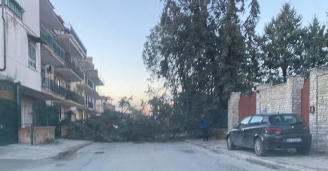 Parete. Albero caduto in via Vittorio Emanuele