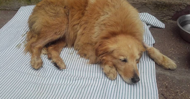 Seviziarono e uccisero un cane, condannati a più di un anno di reclusione