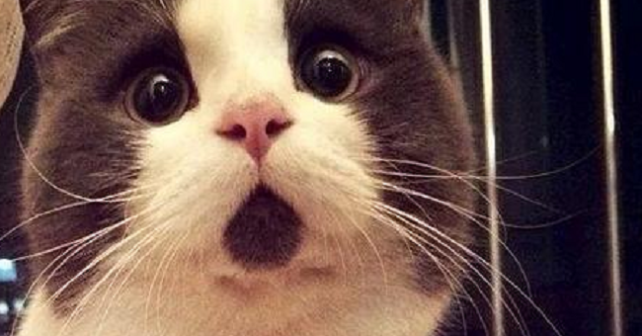 Arrostisce un gatto per mangiarlo nel parcheggio della stazione
