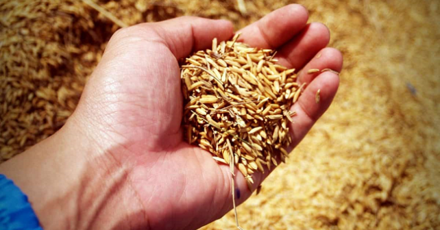 Ugl: Caserta torni ad essere Terra di lavoro, agricoltura settore strategico
