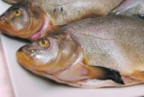 Tinca Ripiena